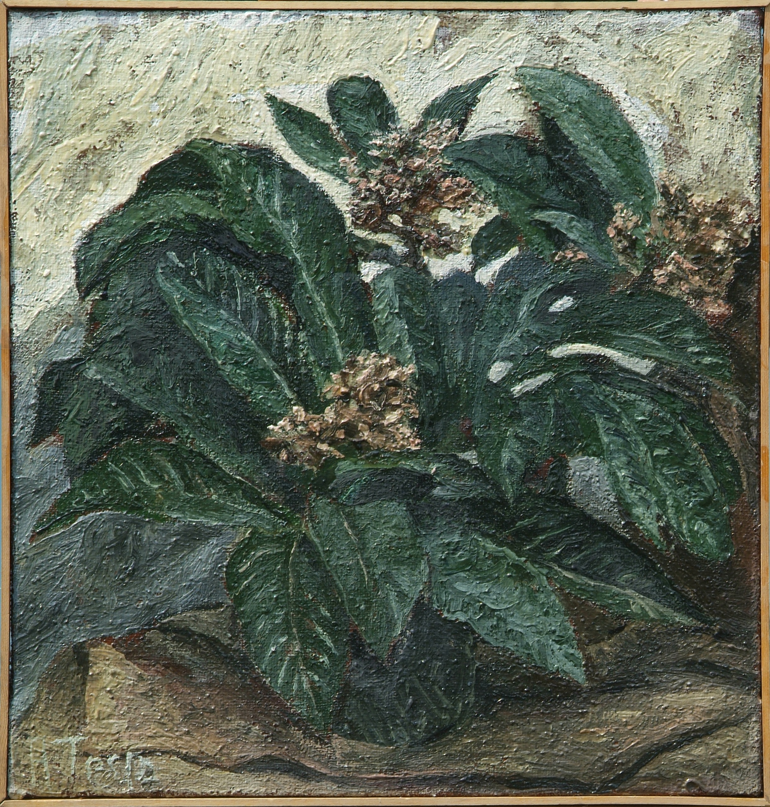 Nespolo, olio su tela, cm 50 x 52, anni ’60